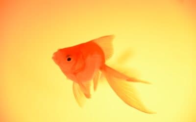 Be a Goldfish