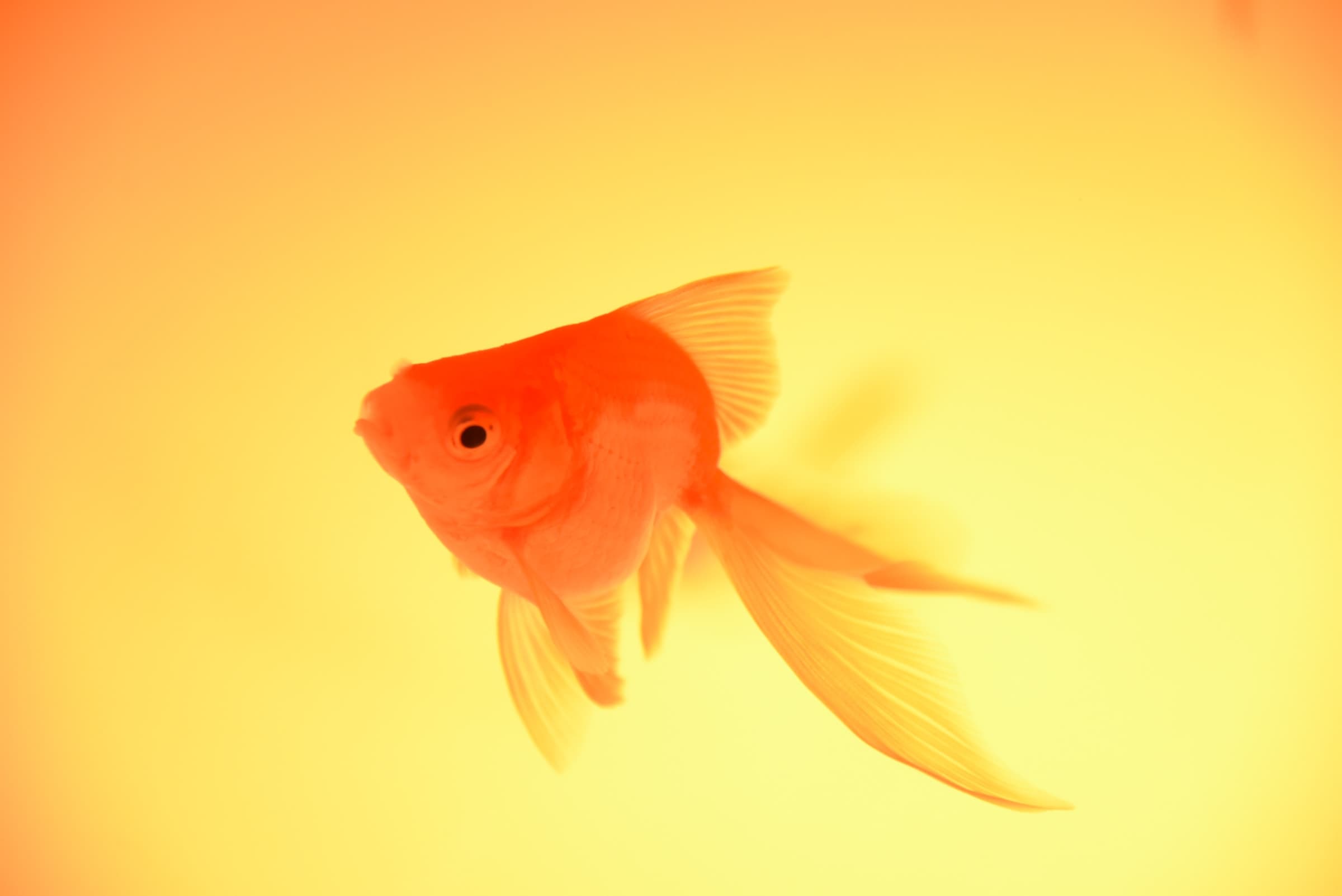 cici-hung-0R_OvdFmRs4-unsplash A bright orange goldfish with flowing fins swims against a glow of warm yellow and orange light, creating a soft, dreamy background.