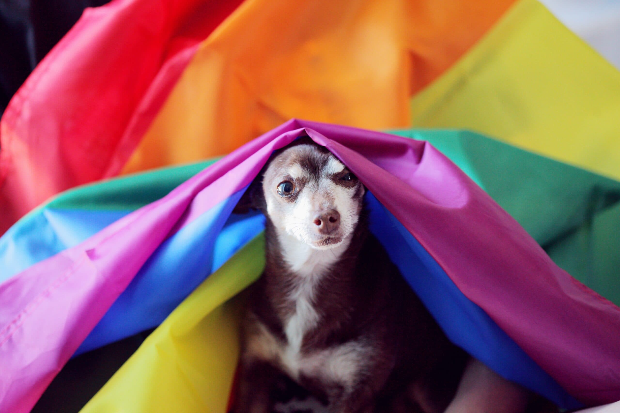 sharon-mccutcheon-h1RMkGPWMMo-unsplash A small brown and white dog sits partially covered by a colorful rainbow pride flag, looking directly at the camera.