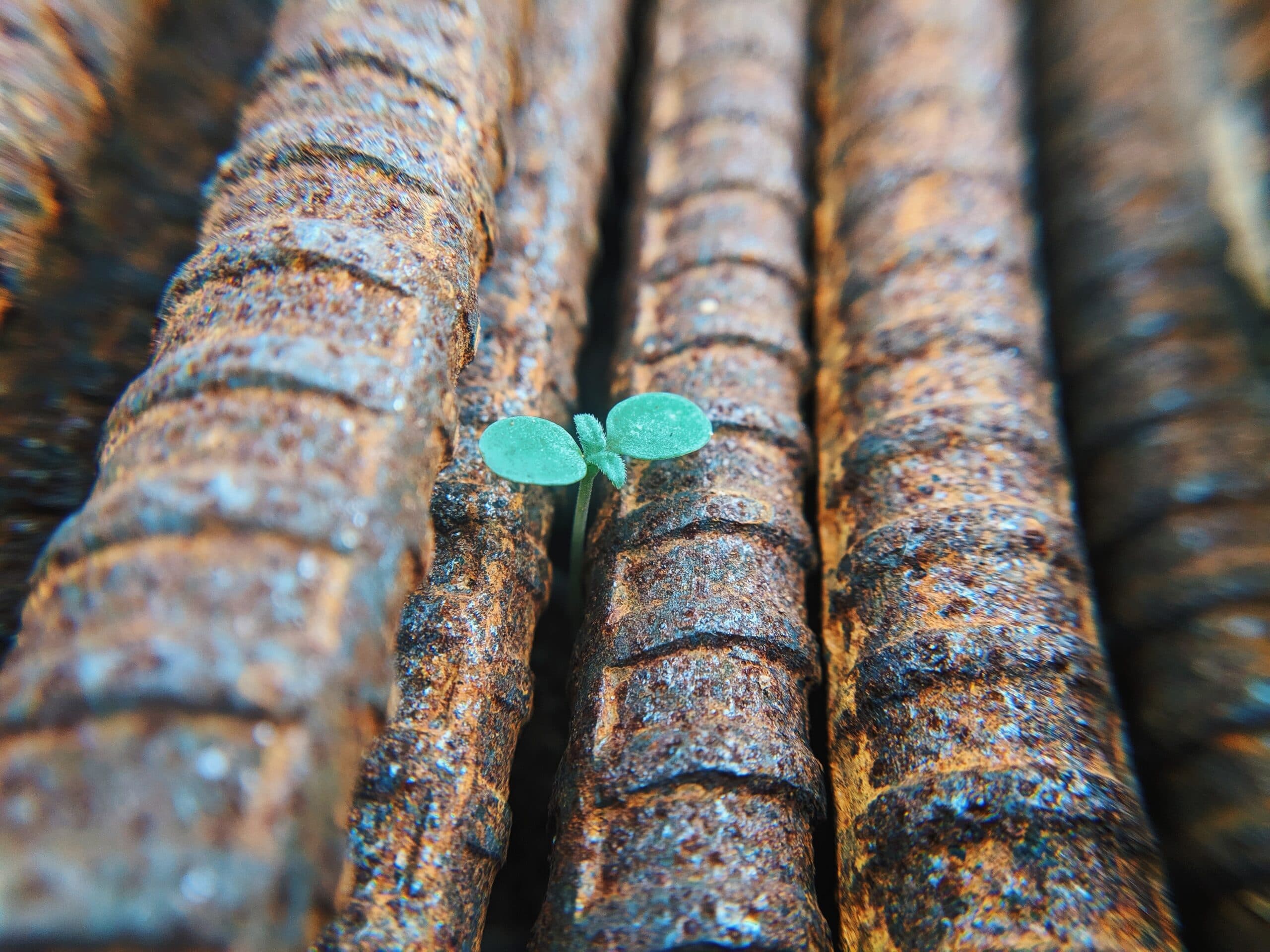 faris-mohammed-nYGVN45DOHg-unsplash A small green plant sprout grows between rusted metal rods, highlighting a contrast between new life and decay.